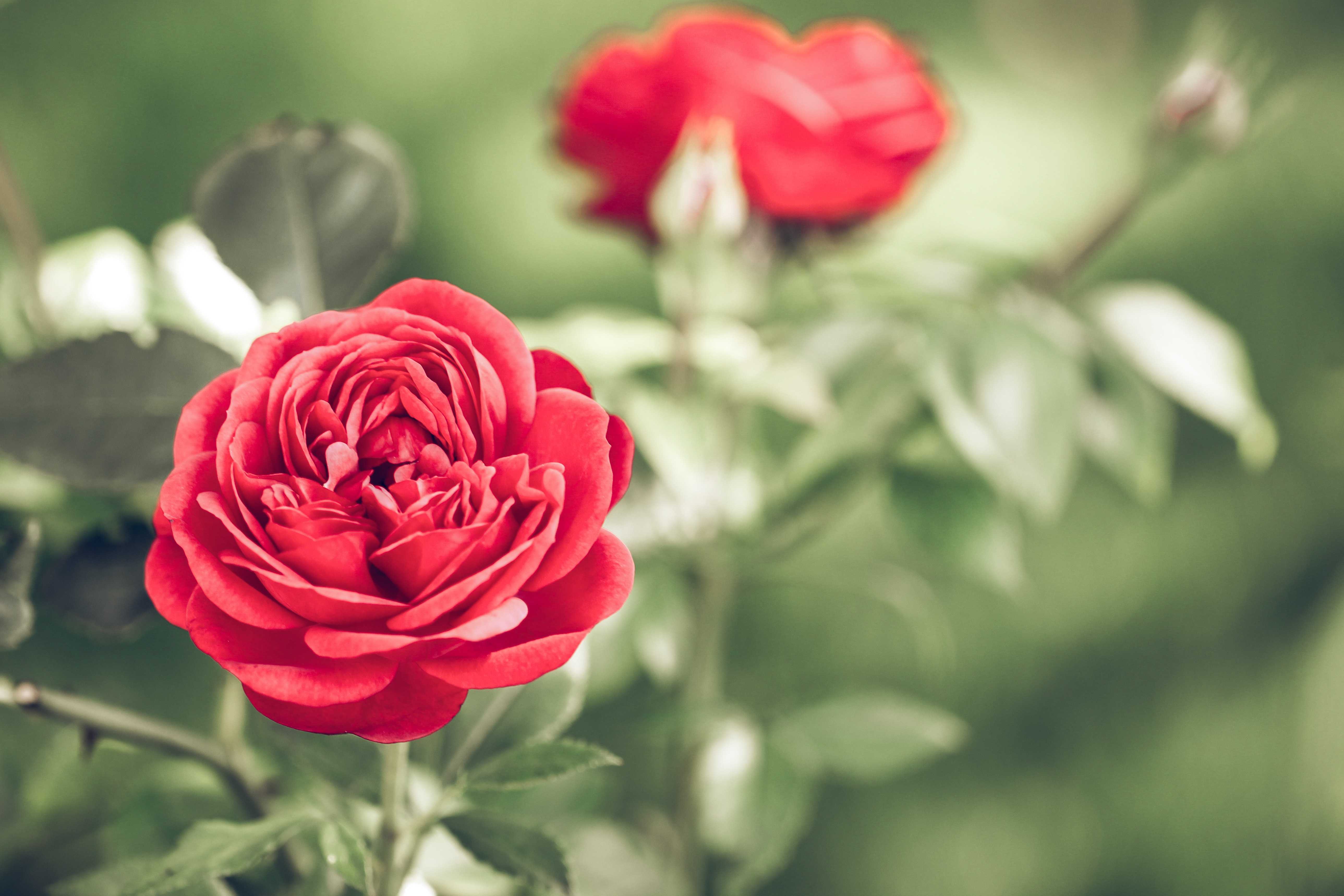 Rose Day Images 2019